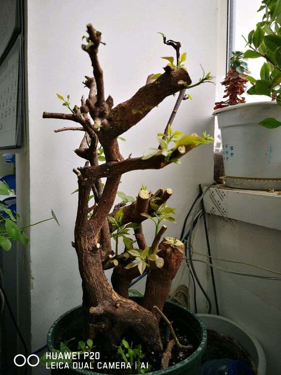 下山桩生桩套袋发芽不小