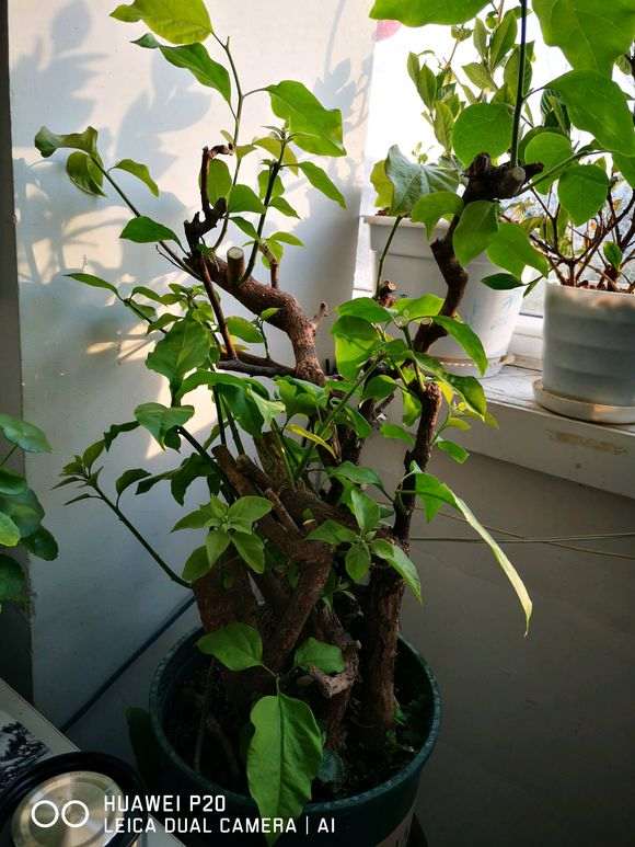 下山桩生桩套袋发芽不小