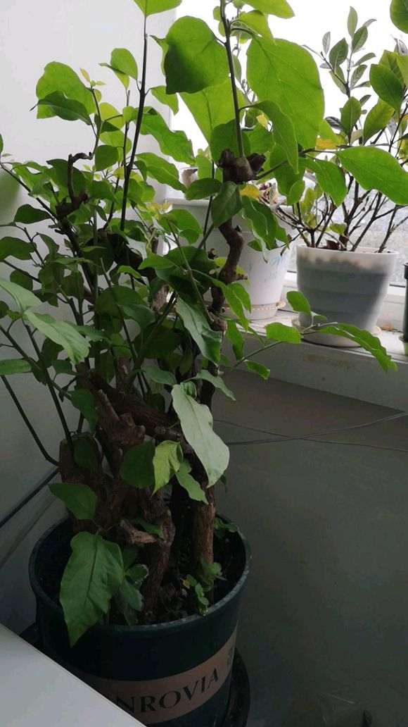 下山桩生桩套袋发芽不小