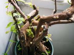 下三角梅山桩生桩套袋发芽不小 图片