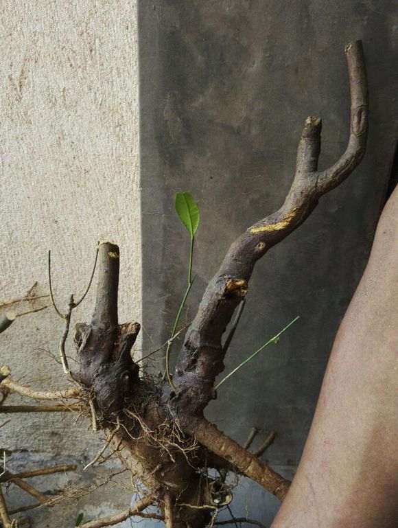 山桔下山桩怎么浇水种植的4个方法