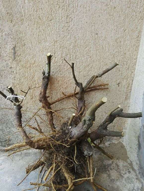 山桔下山桩怎么浇水种植的4个方法