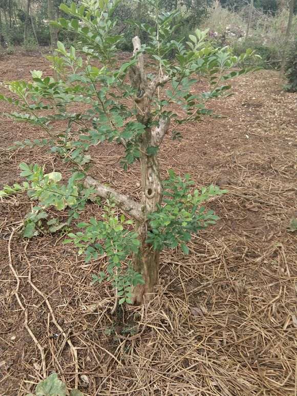 3月的下山桩生桩 地栽的 现在后悔了