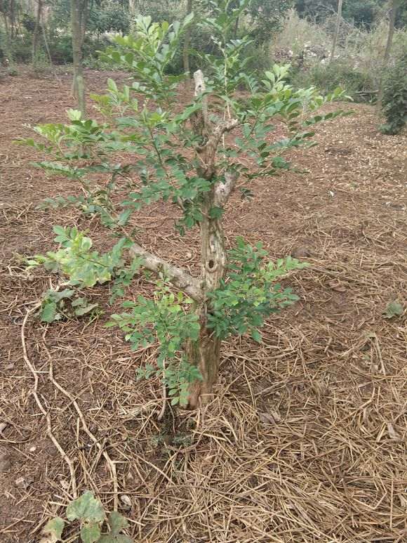 3月的下山桩生桩 地栽的 现在后悔了