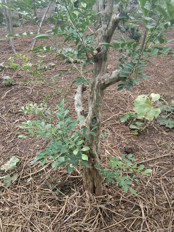 3月的下山桩生桩 地栽的 现在后悔了