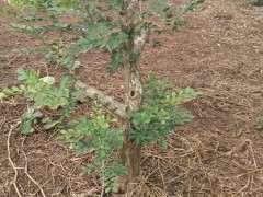 3月的下山桩生桩 地栽的 现在后悔了