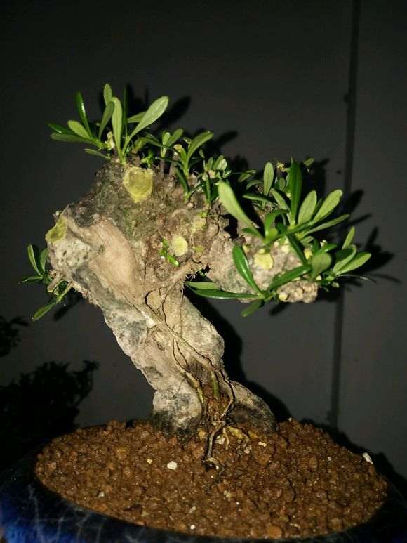 下山桩改造过程 挖下山后清理干净