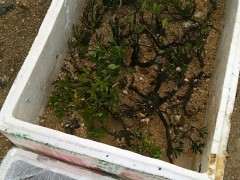 下山桩改造过程 挖下山后清理干净