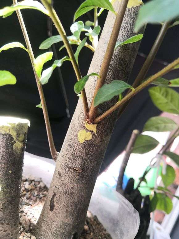 下山桩生桩一个芽点好几个枝条 怎么办