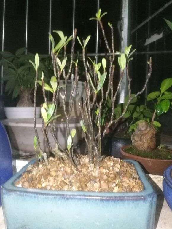 下山桩生桩无毛细根种下一个月24天了