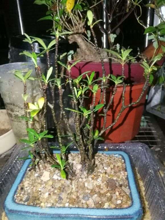 下山桩生桩无毛细根种下一个月24天了