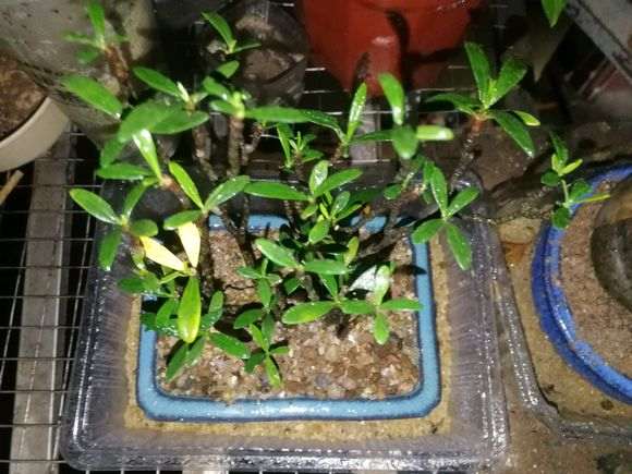 下山桩生桩无毛细根种下一个月24天了