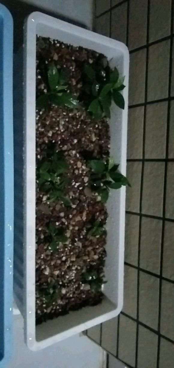 下山桩生桩无毛细根种下一个月24天了