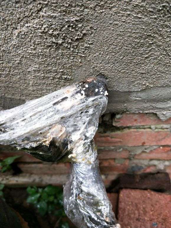 2个下山桩生桩 缠膜3个月还没出芽