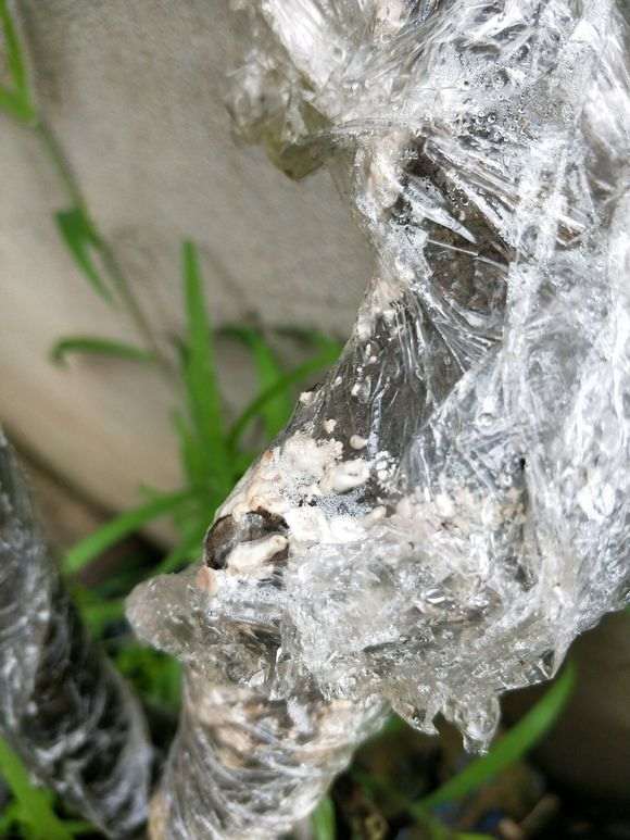 2个下山桩生桩 缠膜3个月还没出芽