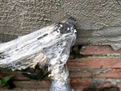 2个下山桩生桩 套袋缠膜3个月 还没出芽