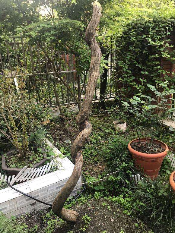 下山桩种下快1个月了 还不发芽 要缠膜