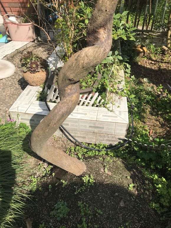 下山桩种下快1个月了 还不发芽 要缠膜