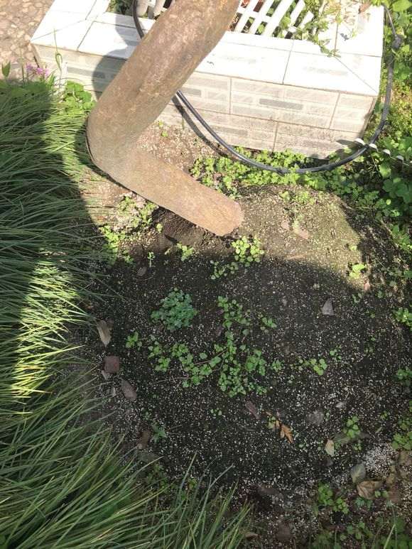 下山桩种下快1个月了 还不发芽 要缠膜