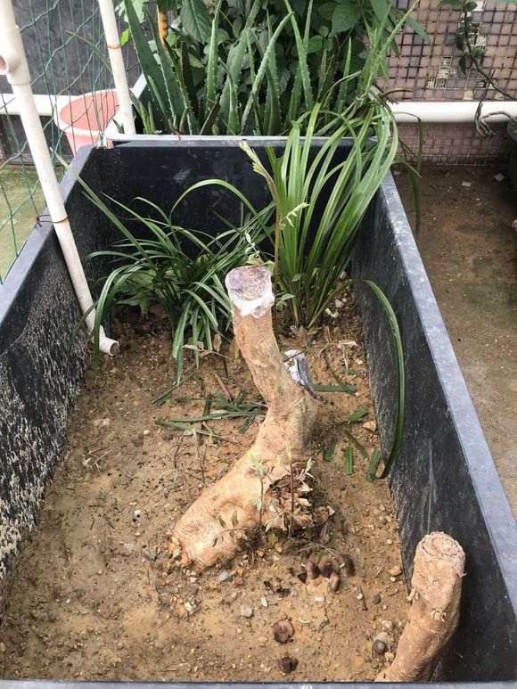 下山桩种下快1个月了 还不发芽 要缠膜