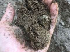 用细河沙种下山桩生桩可以吗