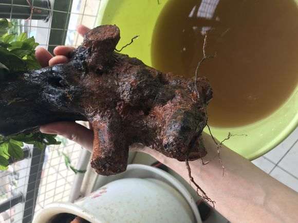 夏季下山桩生桩弄出来换土