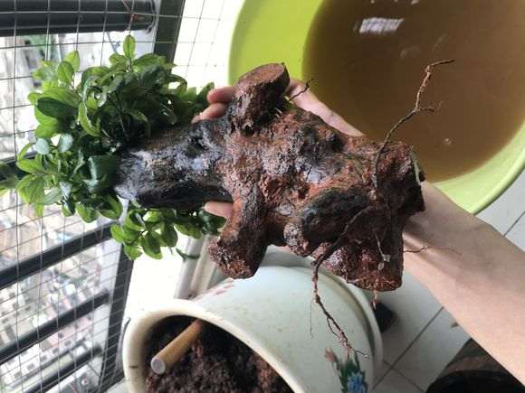 夏季下山桩生桩弄出来换土