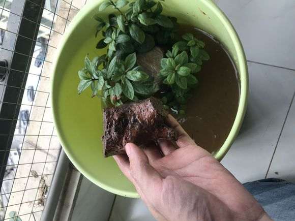 夏季下山桩生桩弄出来换土