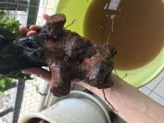 夏季下山桩生桩弄出来换土 能不能活