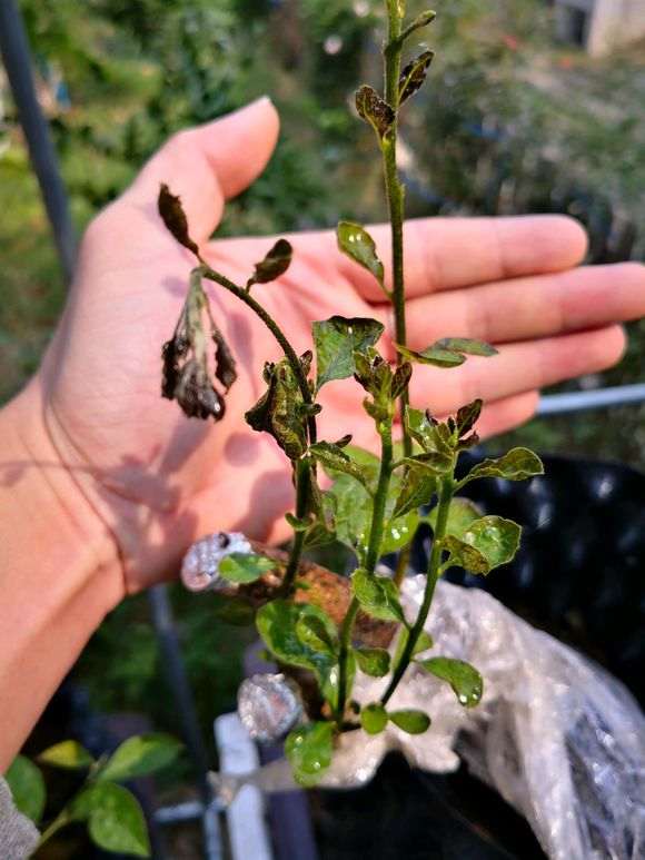 下山桩生桩叶子发黑 