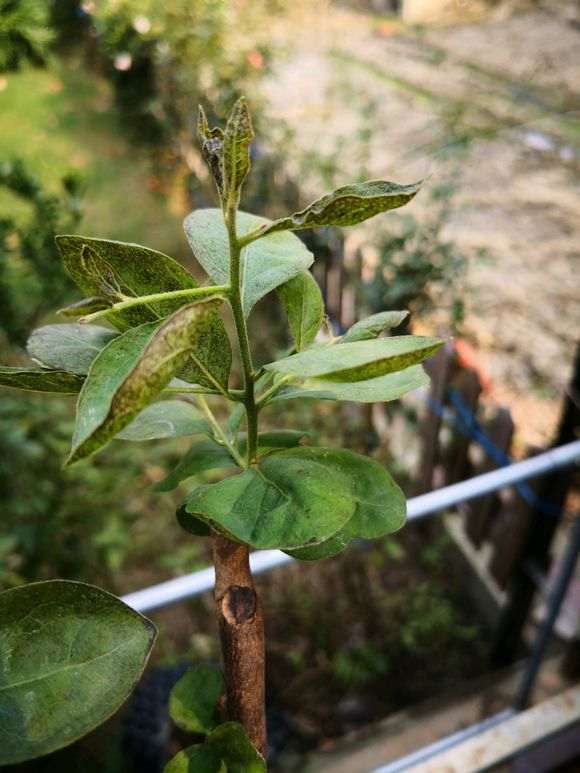 下山桩生桩叶子发黑 