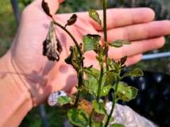 下山桩生桩叶子发黑 叶头下垂是什么原因