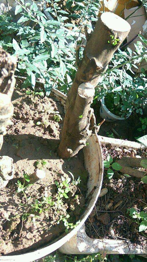 大家的金豆下山桩生桩都发芽了没