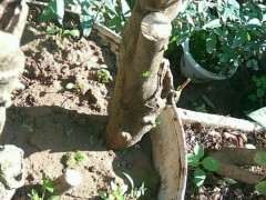 大家的金豆下山桩生桩都发芽了没