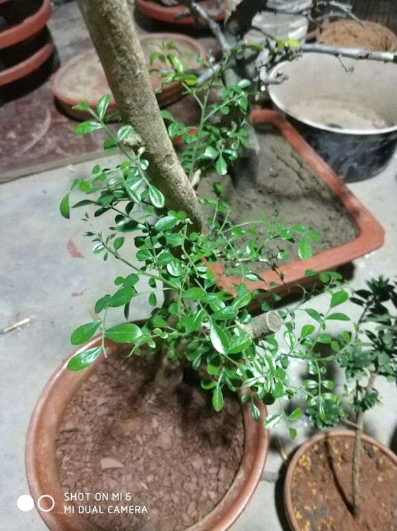 九里香下山桩生桩怎么水分管理