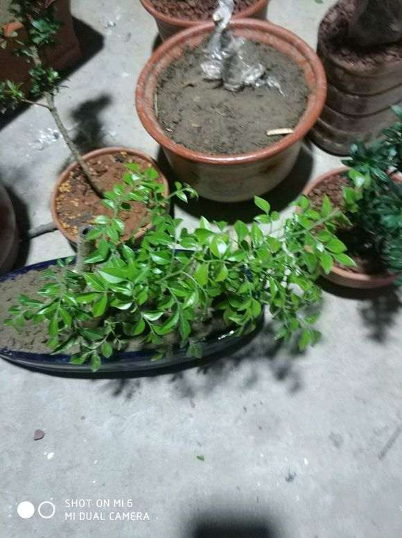 九里香下山桩生桩怎么水分管理