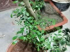 九里香下山桩生桩怎么水分管理