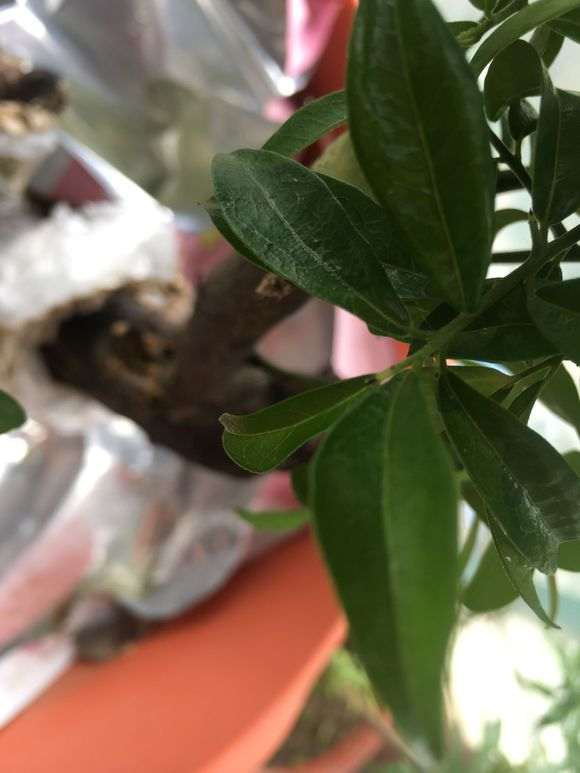 去年下山桩生桩所发的侧枝芽头黑了