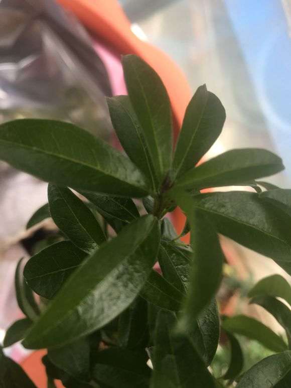 去年下山桩生桩所发的侧枝芽头黑了