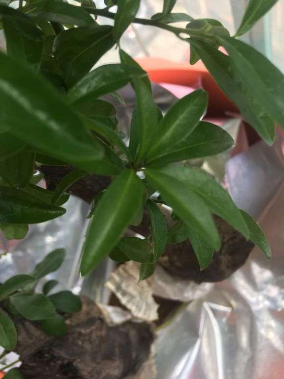 去年下山桩生桩所发的侧枝芽头黑了