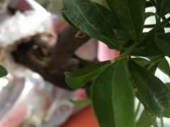 去年下山桩生桩所发的侧枝芽头黑了