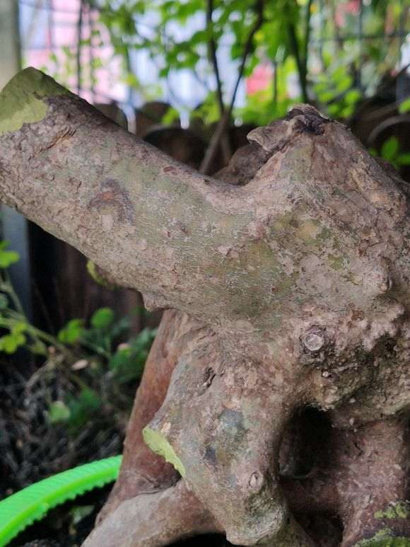 映山红下山桩都发绿 没发芽 套袋保湿