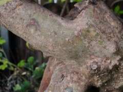 映山红下山桩都发绿 没发芽 套袋保湿