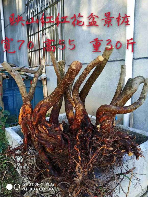 很多下山桩爱好者往往有2个误区