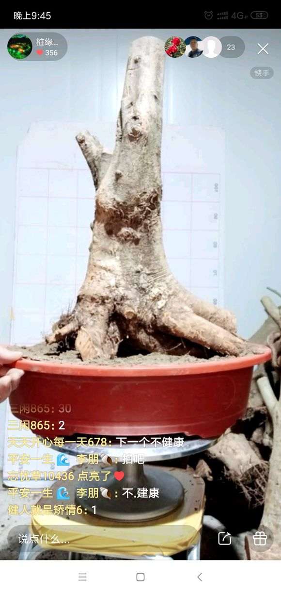 对节白蜡下山桩生桩什么时间发芽