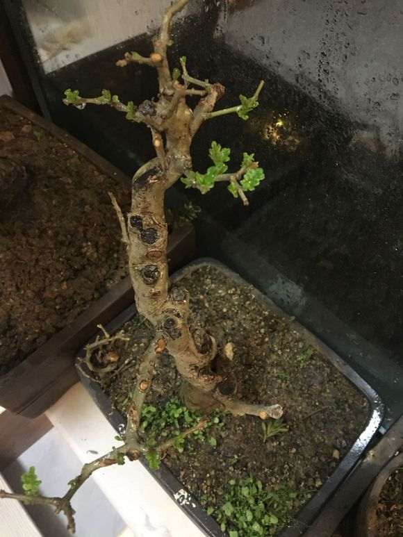 对节白蜡下山桩生桩什么时间发芽