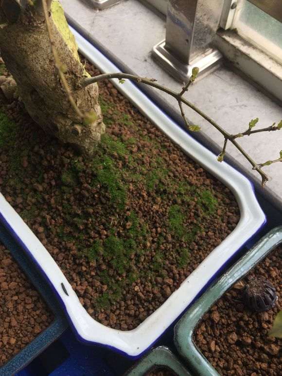 对节白蜡下山桩生桩什么时间发芽