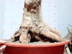 对节白蜡下山桩生桩什么时间发芽