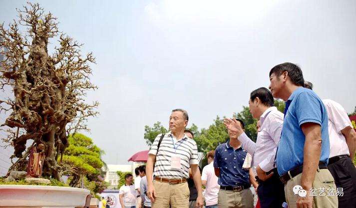 沙湾镇盆景协会第五届盆景艺术精品展