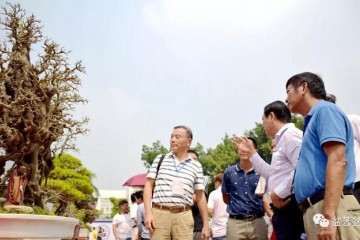 沙湾镇盆景协会第五届盆景艺术精品展